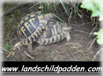 landschildpadden